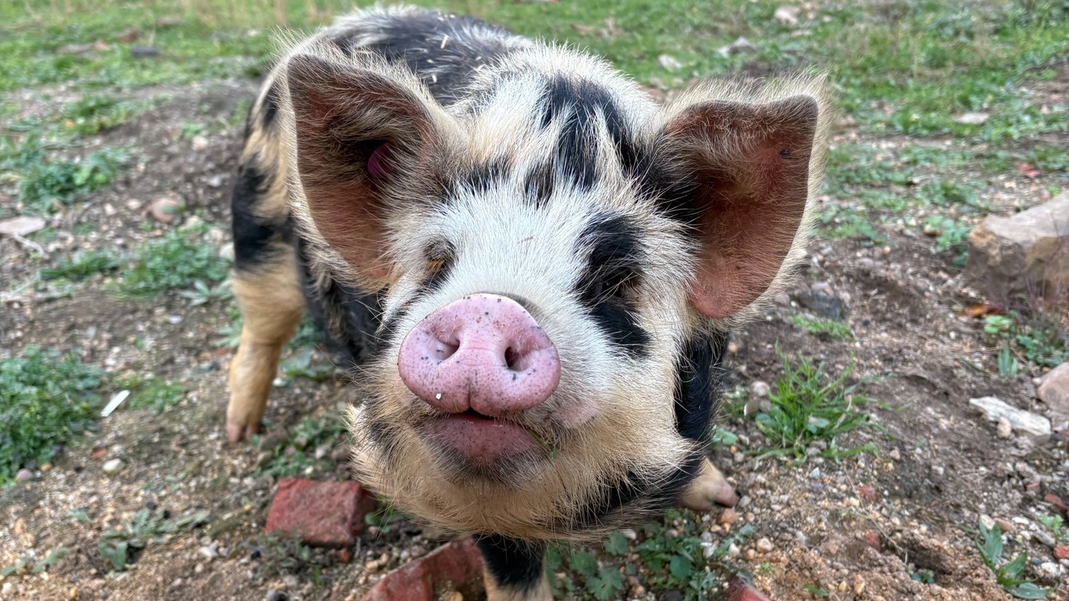 Foto 2 Mitmach-Futterküche Sachsen-Anhalt