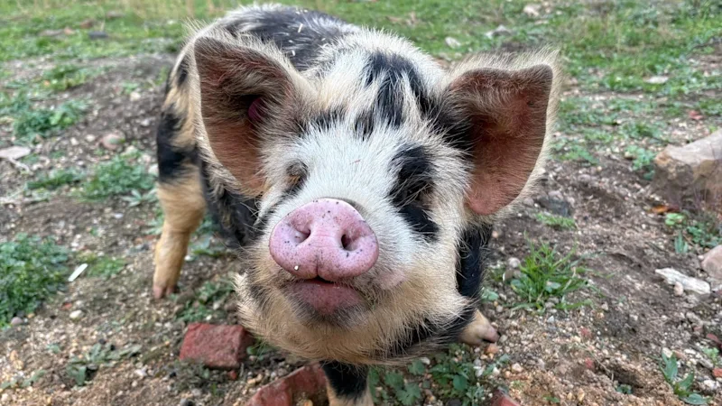 Foto 2 Mitmach-Futterküche Sachsen-Anhalt