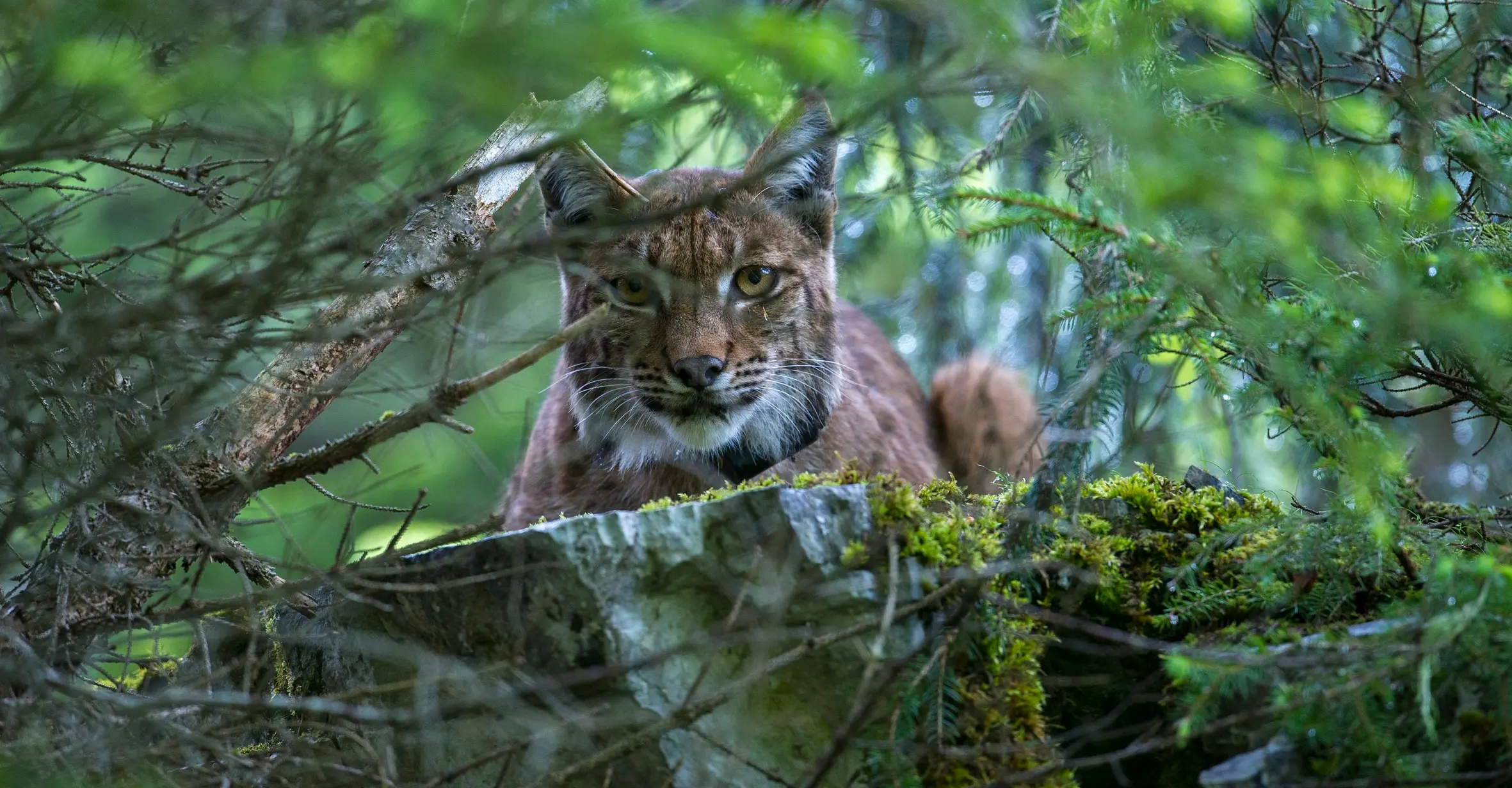 Projekt Luchsland Rheinland-Pfalz