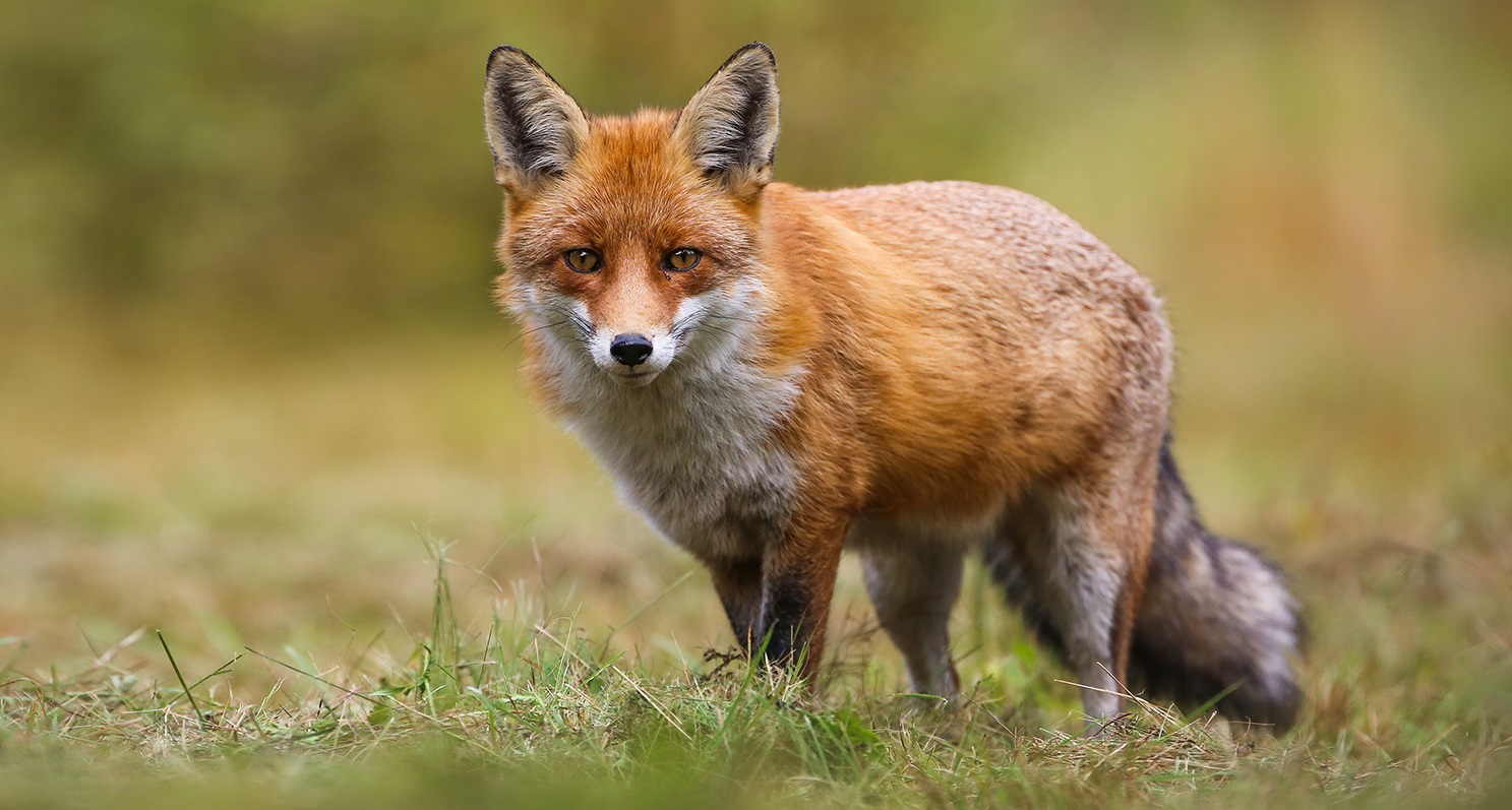 Projekt Waldfuchs Sachsen-Anhalt